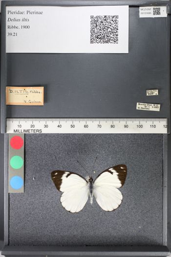 Media type: image;   Entomology 131695